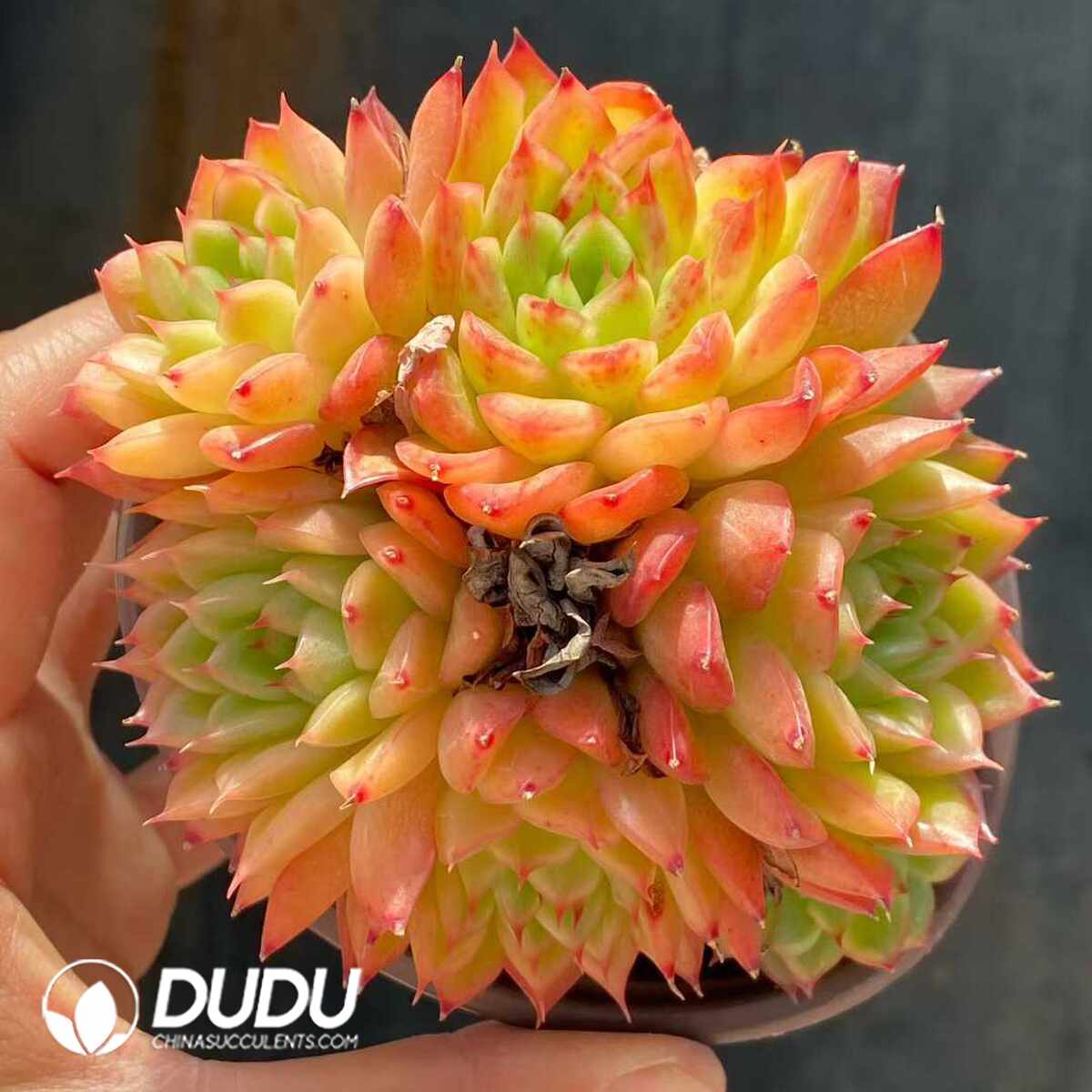 e201-1180.jpg Echeveria Glitter Clustering - Image 1