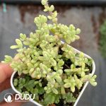 Dicrocaulon Ruby Variegated