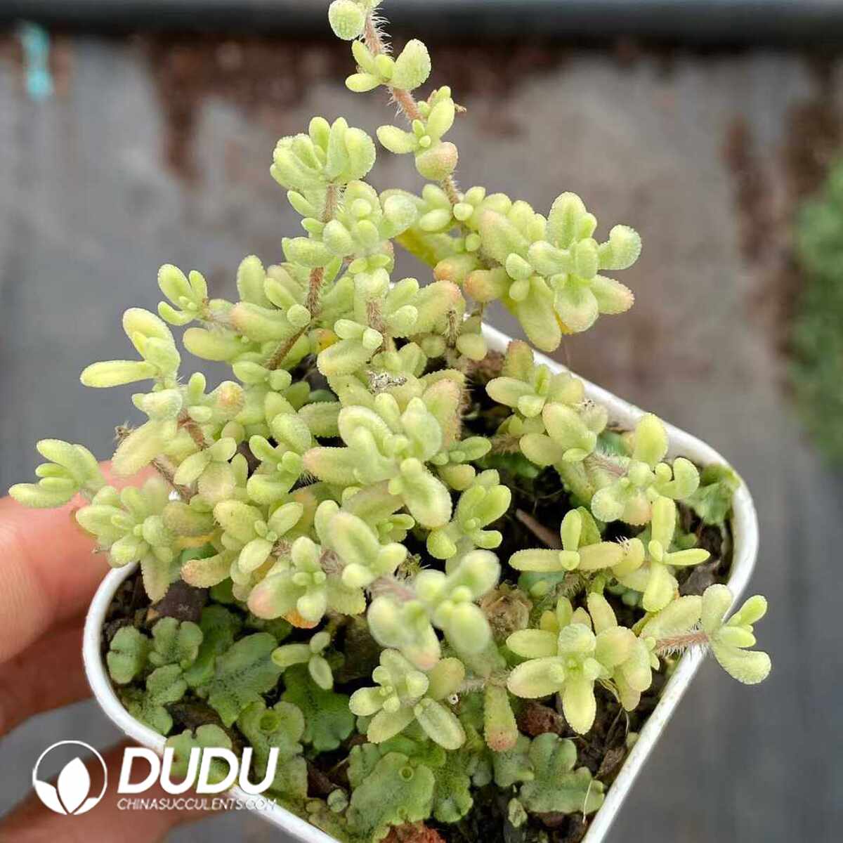 e201-1182.jpg Dicrocaulon Ruby Variegated - Image 1