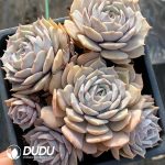 Echeveria Luna Lian Clustering