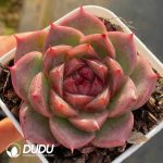 Echeveria Jenny Danxia
