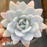 Echeveria Snow Lotus