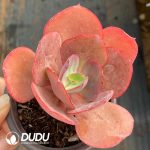 Echeveria Suyon Big Leaves