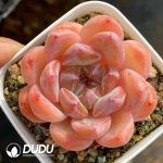 Echeveria Diamond Jenny