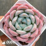 Echeveria Monroe Sugar Heart