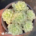 Echeveria Tango Variegated Clustering