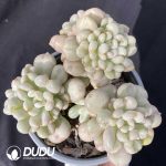 Echeveria Bill Gates Clustering