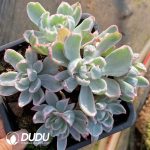 Echeveria Berkeley Variegated