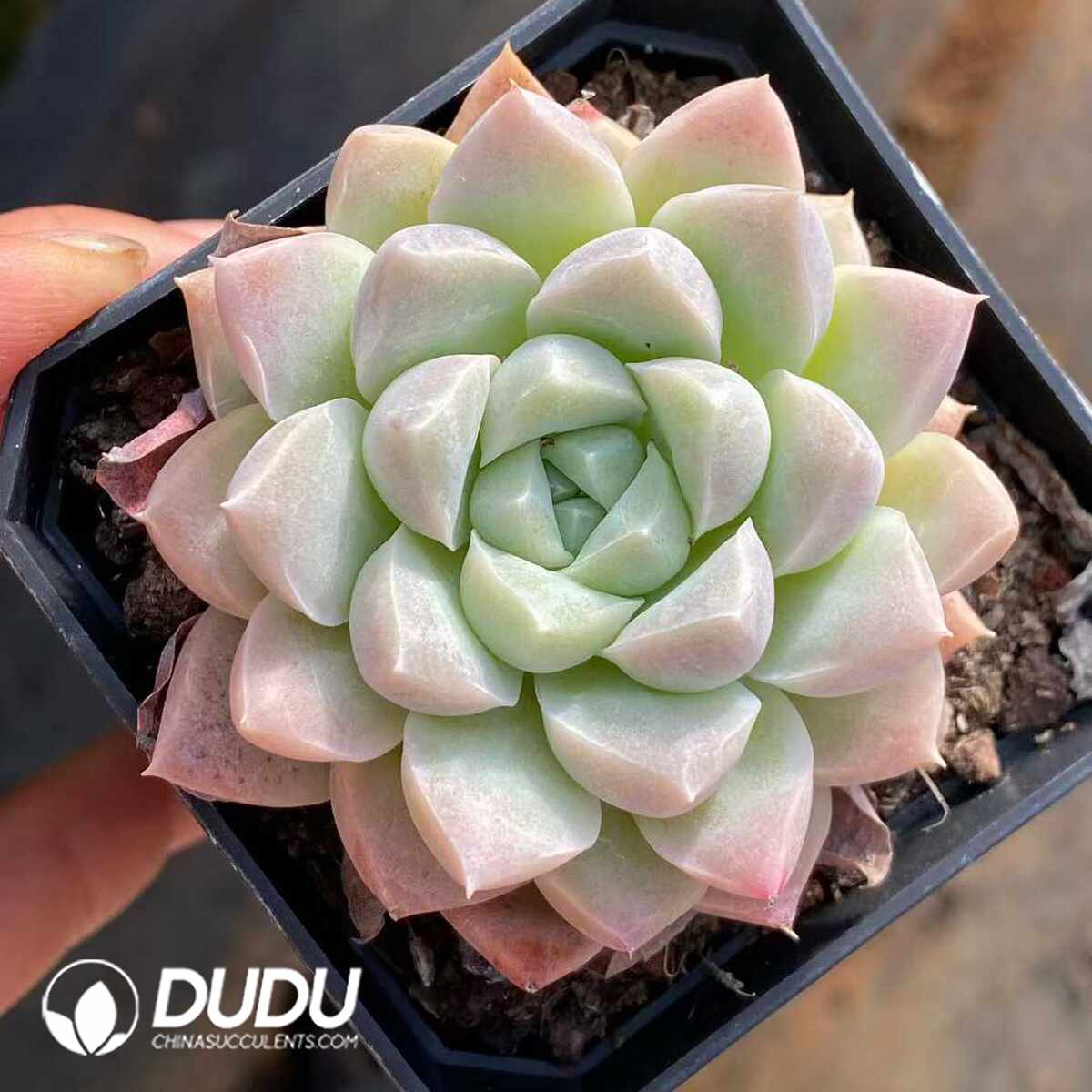 e201-1191.jpg Echeveria Cream Beauty - Image 1