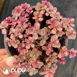 Sedum Sunflower