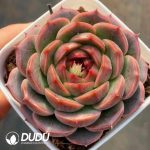 Echeveria Purple Crystal