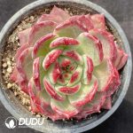 Echeveria Daredevil