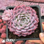 Echeveria Rouge Snow