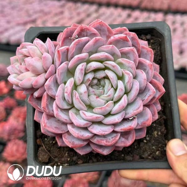 Echeveria Rouge Snow - Image 1