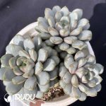 Echeveria Grape Clustering
