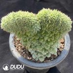 Echeveria Hani dwarf trunk