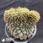 Echeveria Monroe Cristata Small Tree