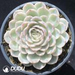 Echeveria Snowball Variegated