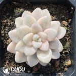 Graptopetalum Ellen Variegated