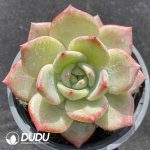 Echeveria Daredevil