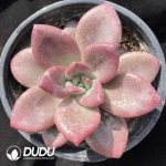 Echeveria Hephaestus