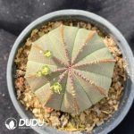 (Seed Grown)Euphorbia Bbesa
