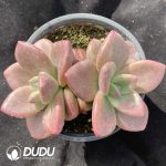 Echeveria Hao Fei Double Heads