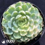 Echeveria Berry Colorful Variegated