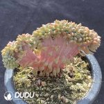 Echeveria Monroe Cristata