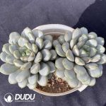 Echeveria Grape Double Heads