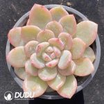 Echeveria Monroe Variegated