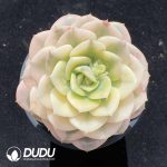 Echeveria Nicksana Variegated