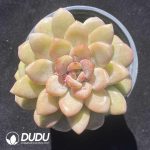 Echeveria Sun Grape
