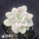 Graptopetalum Allen Variegated