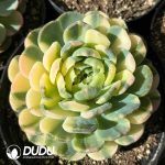 Echeveria Berry Colorful Variegated