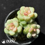 Echeveria Sun Grape Clustering