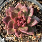 Echeveria Mist Bubble