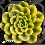 Echeveria Fanta Variegated (Marginal Variegation)