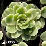 Echeveria Love Letter Variegated