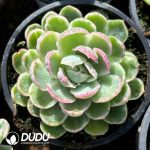 Echeveria Variation Variegated