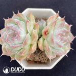 Echeveria Pandora Double Haeds