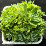 Aeonium Cat Eye Rose Variegated