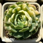 Echeveria Berry Colorful Variegated