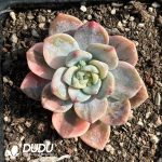 Echeveria Lemon Frost Variegated