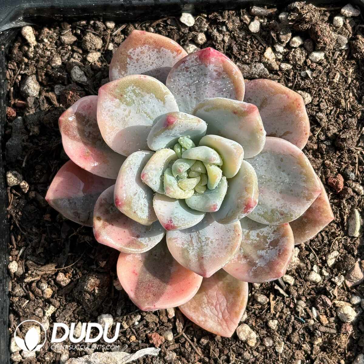 e201-1222.jpg Echeveria Lemon Frost Variegated - Image 1