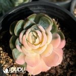 Echeveria Berry Colorful Variegated