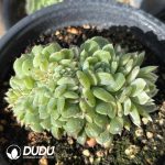 Echeveria Hani Variegated Cristata