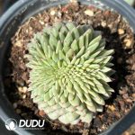 Echeveria Ariel Crested