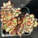 Echeveria Multi-Rosette Cristata