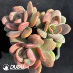 Echeveria HT Black Tea Clustering